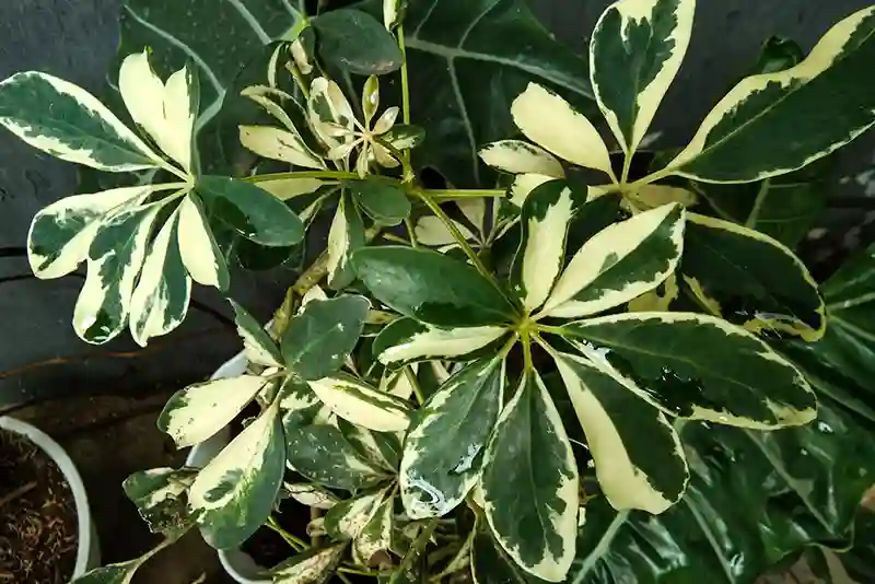 seflera schefflera 38157186