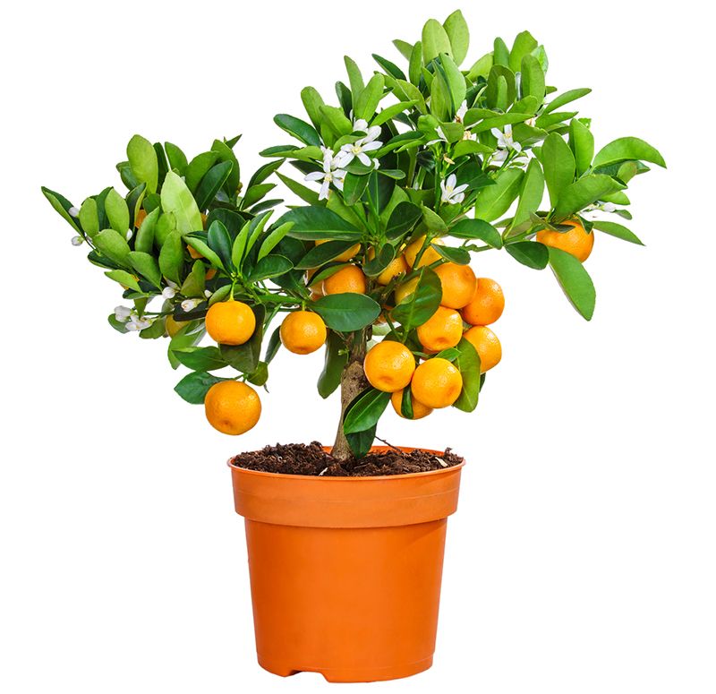 mandarinu medis vazone