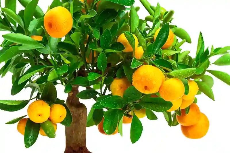 bigstock beautiful tangerine tree on a 94753616