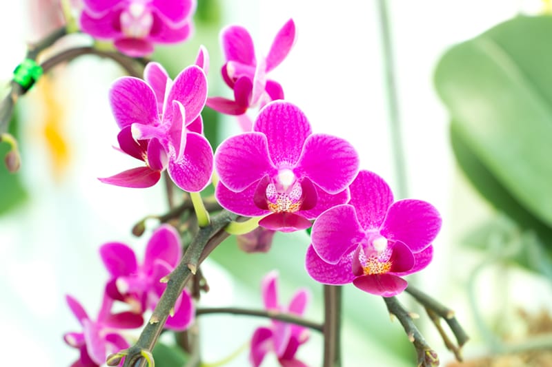 Orchidėjų dauginimas