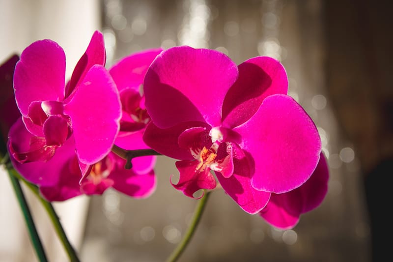 Orchidėjų ligos
