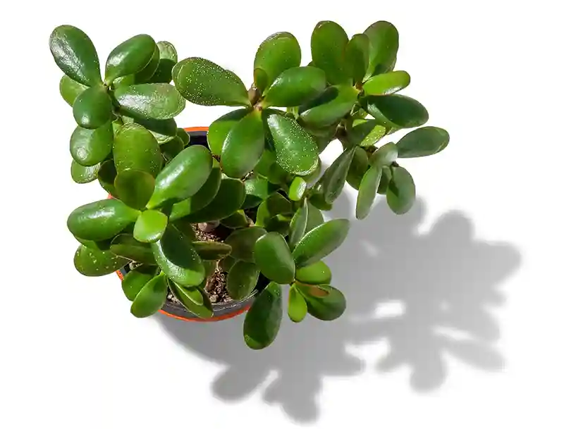storalapis crassula ovata