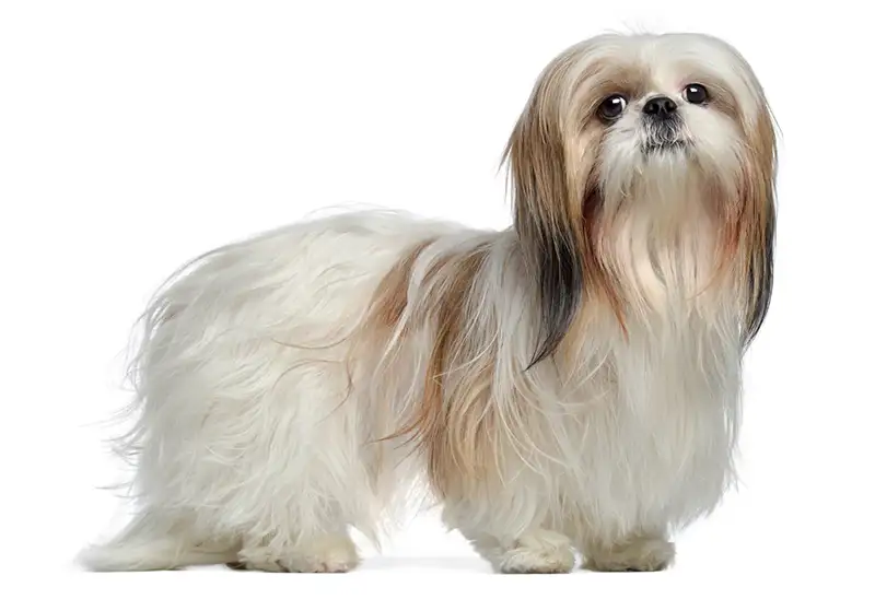 si Cu Shih Tzu 2