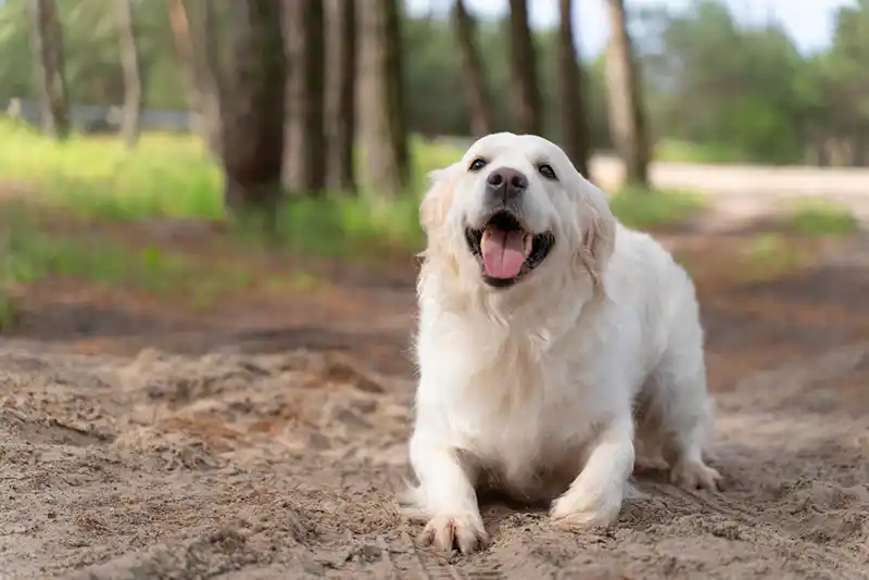 auksaspalvis retriveris Golden Retriever