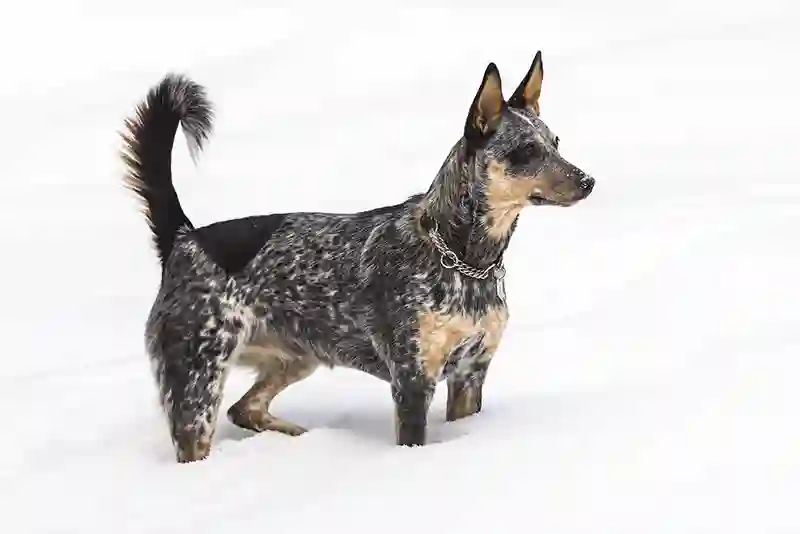 australu bandganis Blue Heeler