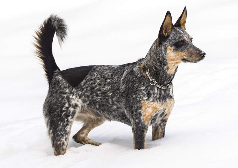 australu bandganis Blue Heeler