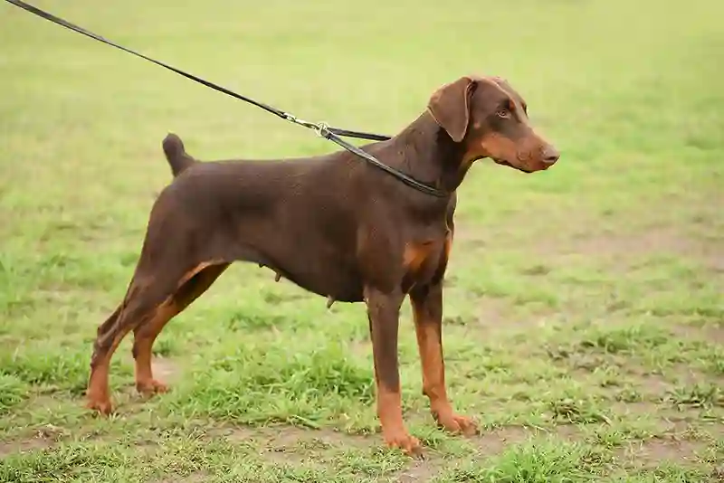 dobermanas