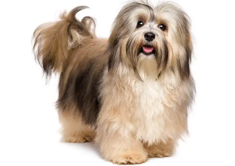 havanos bisonas Havanese 3