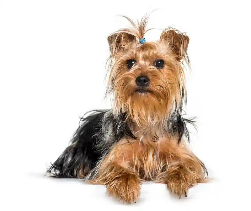 jorksyro terjeras Yorkshire Terrier