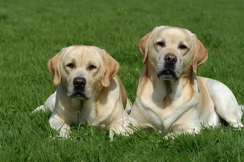 labradoro retriveris Labrador Retriever