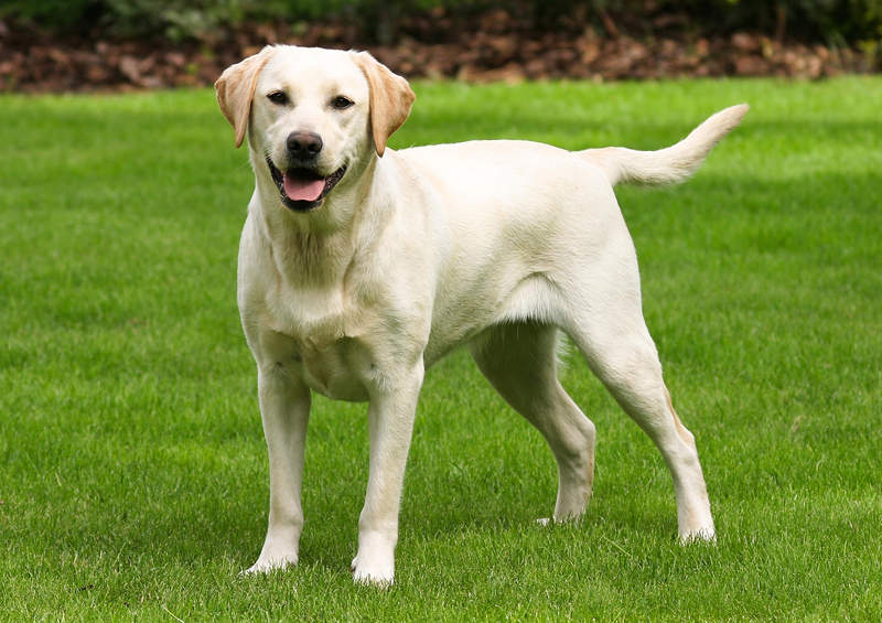 labradoro retriveris Labrador Retriever 3