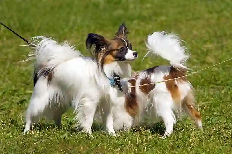 papiljonas Papillon dog