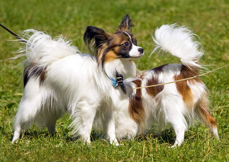 papiljonas Papillon dog