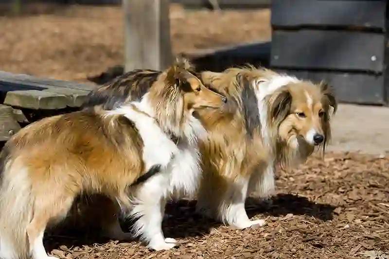 seltis Sheltie