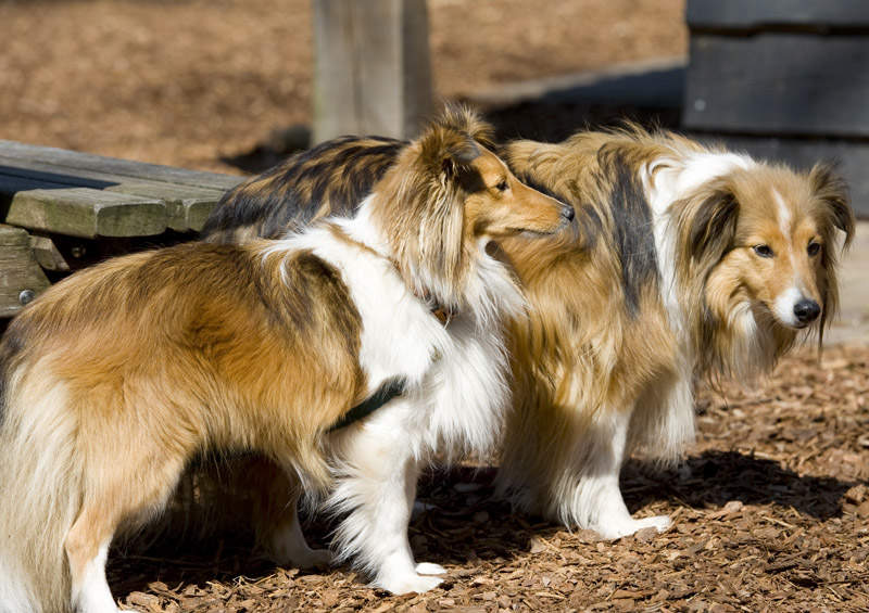 seltis Sheltie