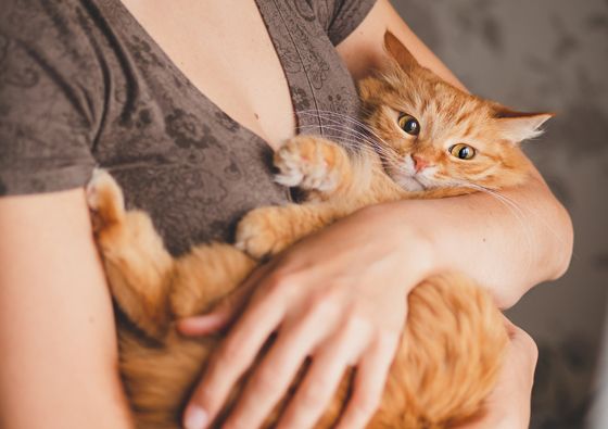 Tikro atsipalaidavimo vertėtų pasimokyti iš kačių: 7 murkiančios terapijos žingsniai