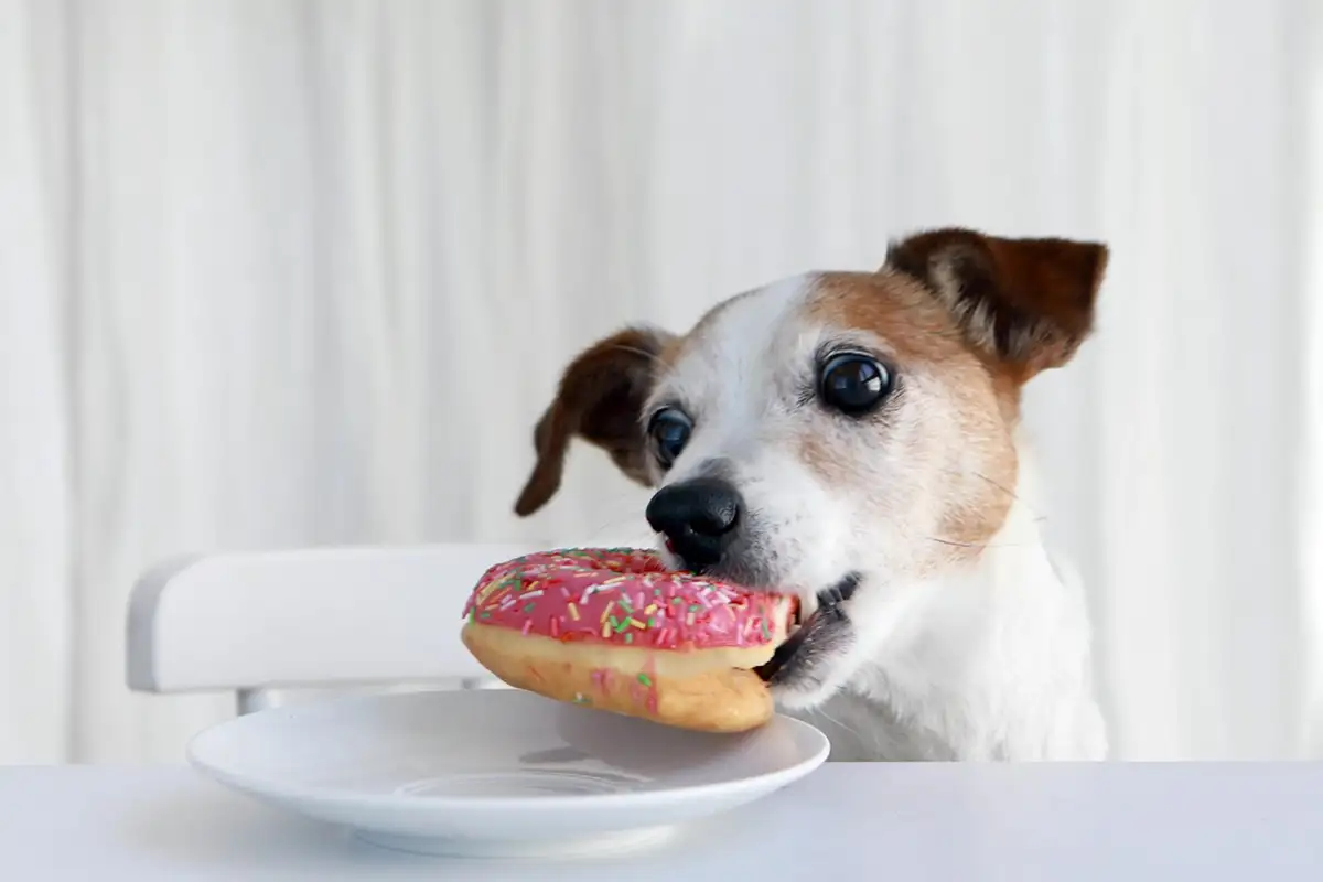 Kodėl šuo vagia maistą nuo stalo