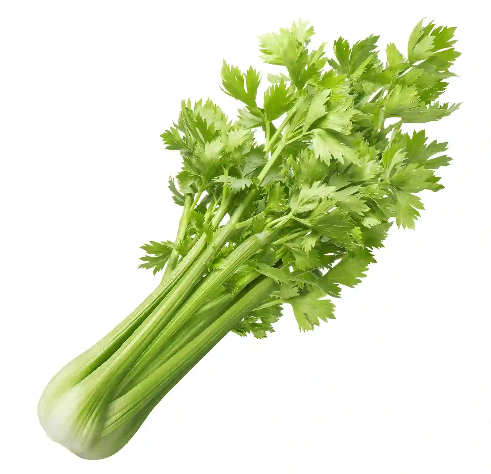 salieras