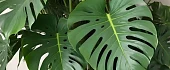 Monstera (Monstera) 