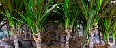 Dracena (Dracaena)