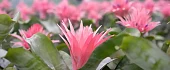 Echmėja (Aechmea)