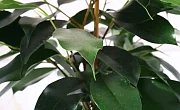 Fikusas (Ficus)