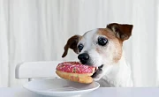 Kodėl šuo vagia maistą nuo stalo
