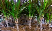Dracena (Dracaena)