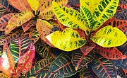 Margaspalvis krotonas (Codiaeum variegatum)