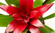 Bromelija (bromelia)