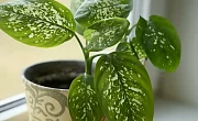 Difenbachija (Dieffenbachia)
