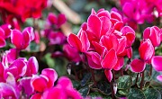 Ciklamenas (Cyclamen)