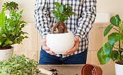 Fikusas bonsai (Ficus microphylla Ginseng)