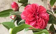 Japoninė kamelija (Camellia japonica)