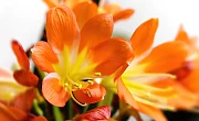 Klivija (Clivia)