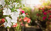 Azalija (Azalea)