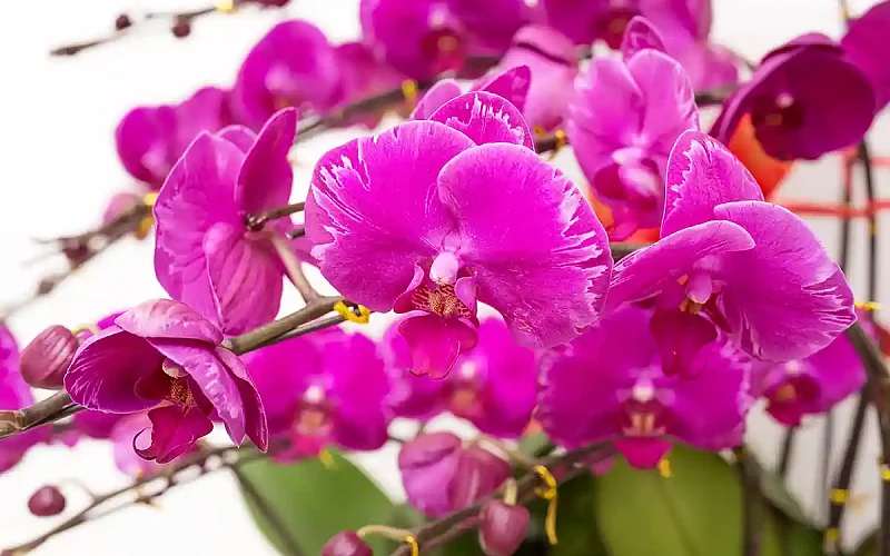 Orchidėja