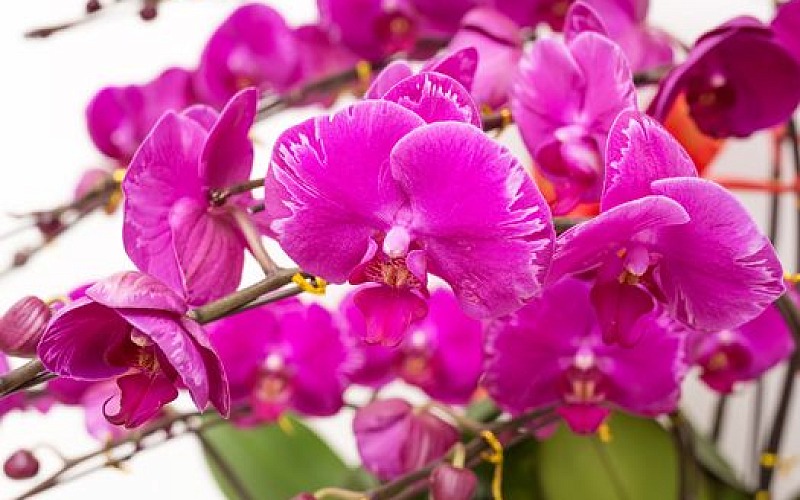 Orchidėjų rūšys 