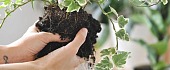 Gebenė (Hedera)