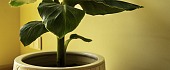Bananas (lot. Musa)
