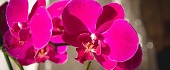 Orchidėjų ligos