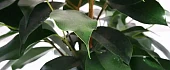 Fikusas (Ficus)