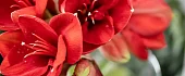 Amarilis (Amaryllis)