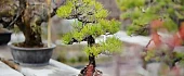 Bonsai medelis