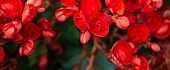 Begonija (Begonia)