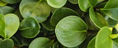 Peperomija (Peperomia)