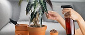 Alokazija (Alocasia)