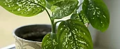 Difenbachija (Dieffenbachia)