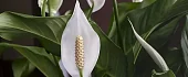 Vėzdūnė (Spathiphyllum)