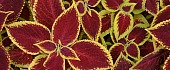 Koleusas (Margenis, Coleus)